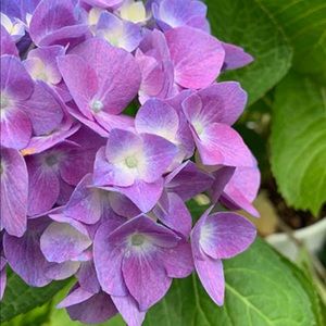 Meet your Posher, Leticia